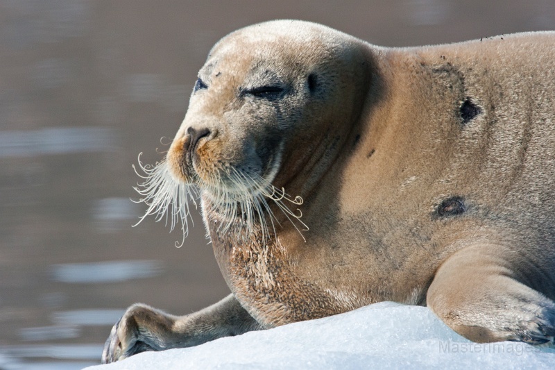 IMG_0177c.jpg - Bearded Seal (Erignathus barbatus)