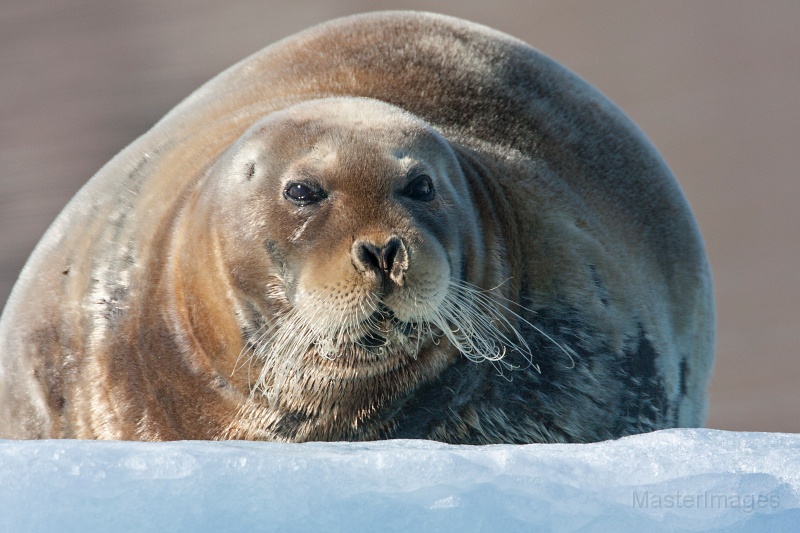 IMG_0191c.jpg - Bearded Seal (Erignathus barbatus)