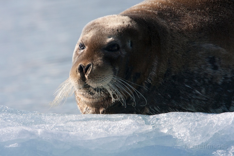 IMG_0202c.jpg - Bearded Seal (Erignathus barbatus)