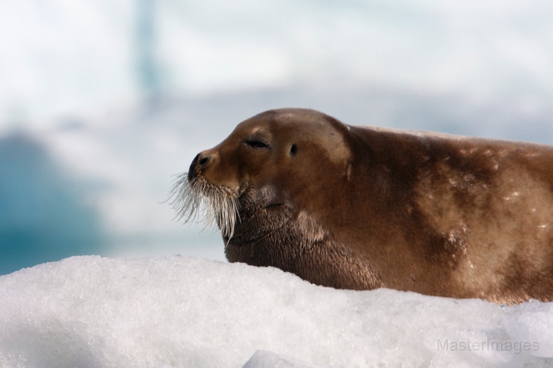 IMG_0210c.jpg - Bearded Seal (Erignathus barbatus)