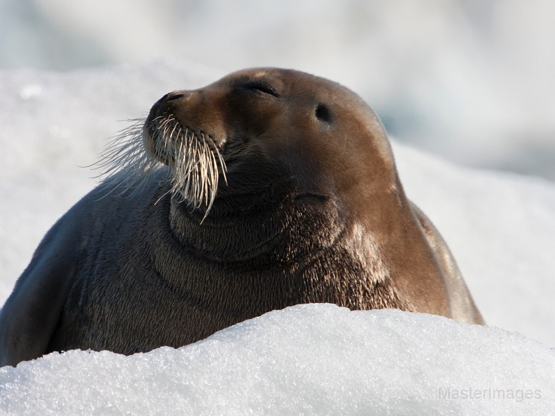 IMG_0214c.jpg - Bearded Seal (Erignathus barbatus)