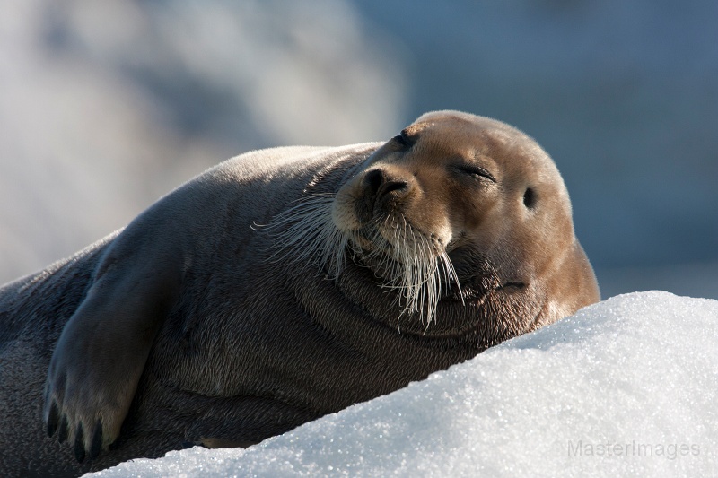 IMG_0224c.jpg - Bearded Seal (Erignathus barbatus)