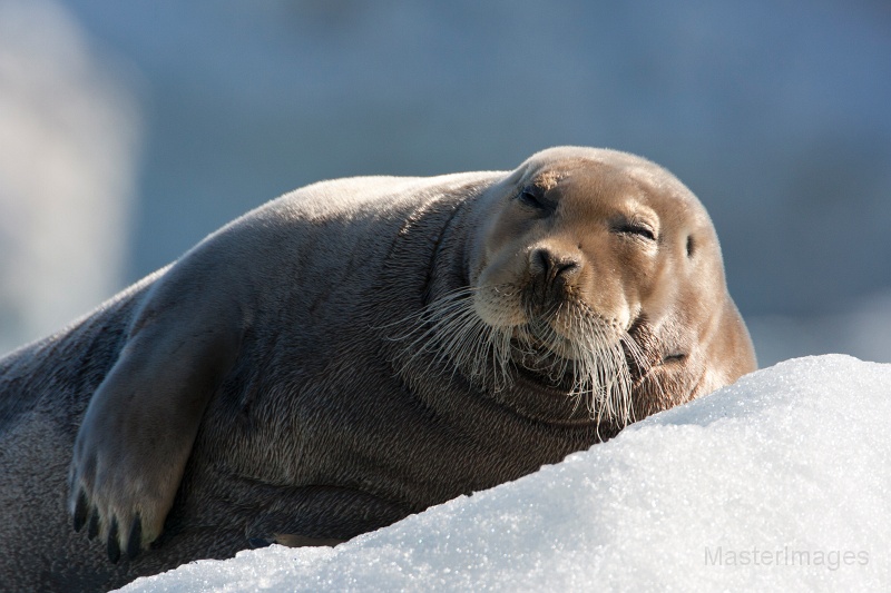 IMG_0225c.jpg - Bearded Seal (Erignathus barbatus)