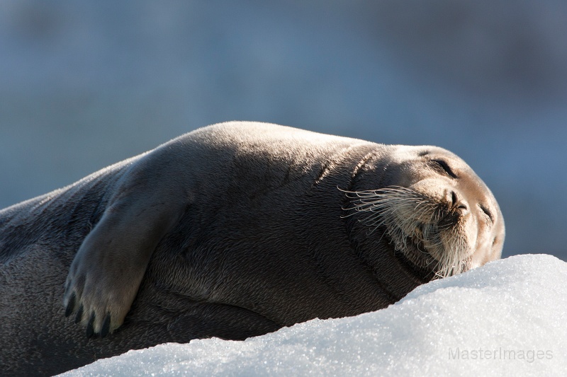 IMG_0235c.jpg - Bearded Seal (Erignathus barbatus)