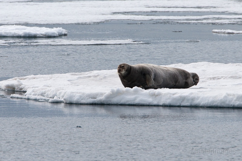 IMG_1342c.jpg - Bearded Seal (Erignathus barbatus)