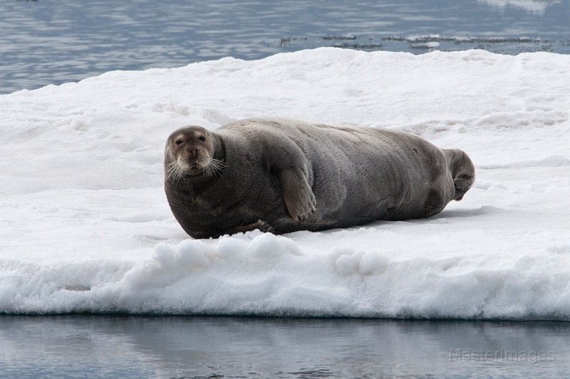 IMG_1349c.jpg - Bearded Seal (Erignathus barbatus)