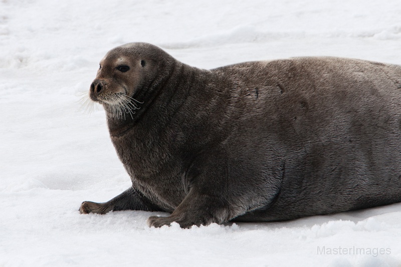 IMG_1354c.jpg - Bearded Seal (Erignathus barbatus)