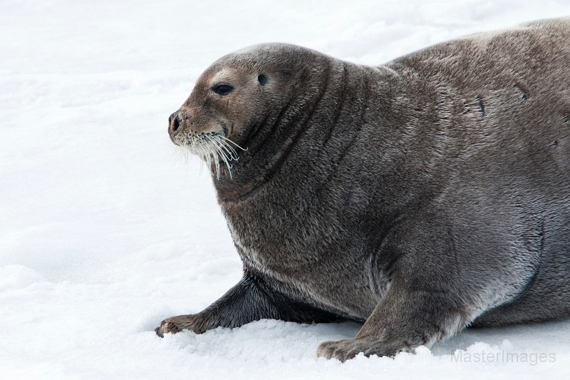 IMG_1356c.jpg - Bearded Seal (Erignathus barbatus)