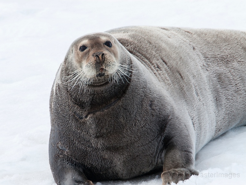 IMG_1358c.jpg - Bearded Seal (Erignathus barbatus)