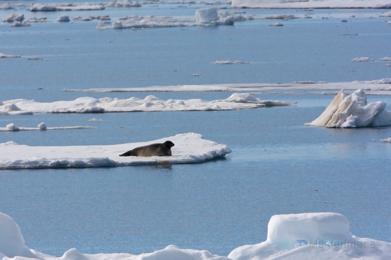 IMG_9528c.jpg - Bearded Seal (Erignathus barbatus)