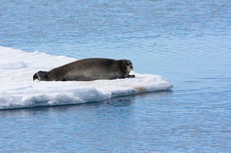 IMG_9533c.jpg - Bearded Seal (Erignathus barbatus)