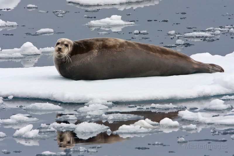 IMG_9658c.jpg - Bearded Seal (Erignathus barbatus)