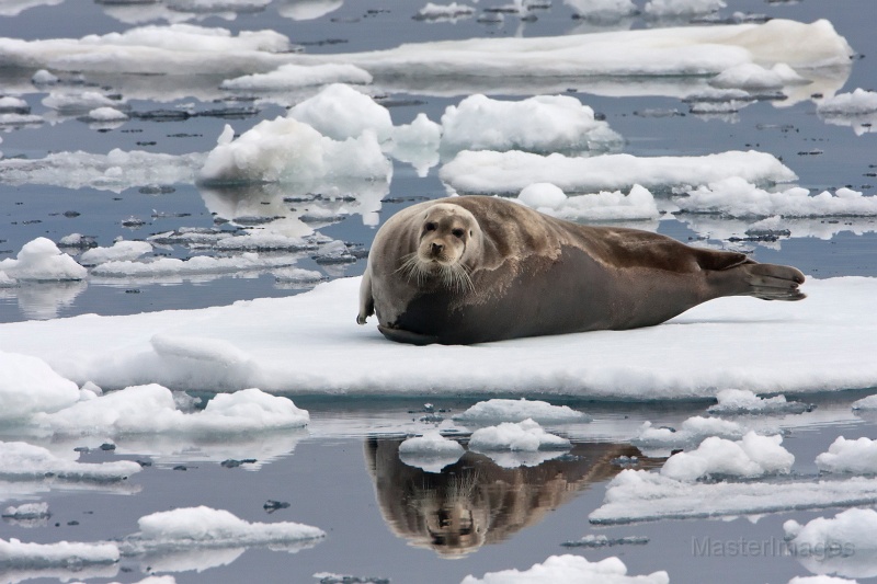 IMG_9668c.jpg - Bearded Seal (Erignathus barbatus)