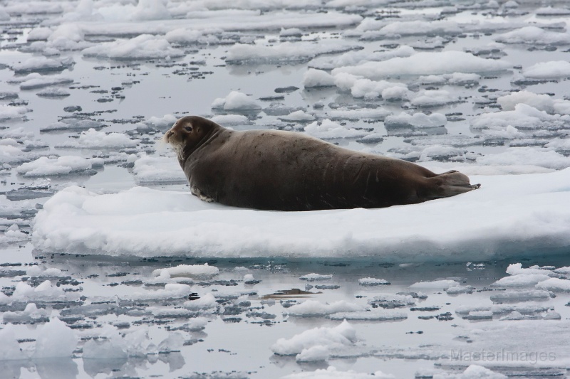 IMG_9686c.jpg - Bearded Seal (Erignathus barbatus)