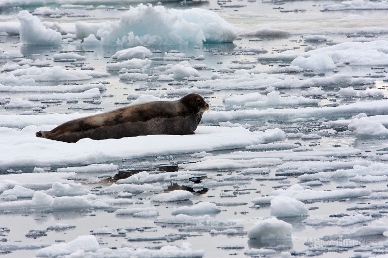 IMG_9704c.jpg - Bearded Seal (Erignathus barbatus)