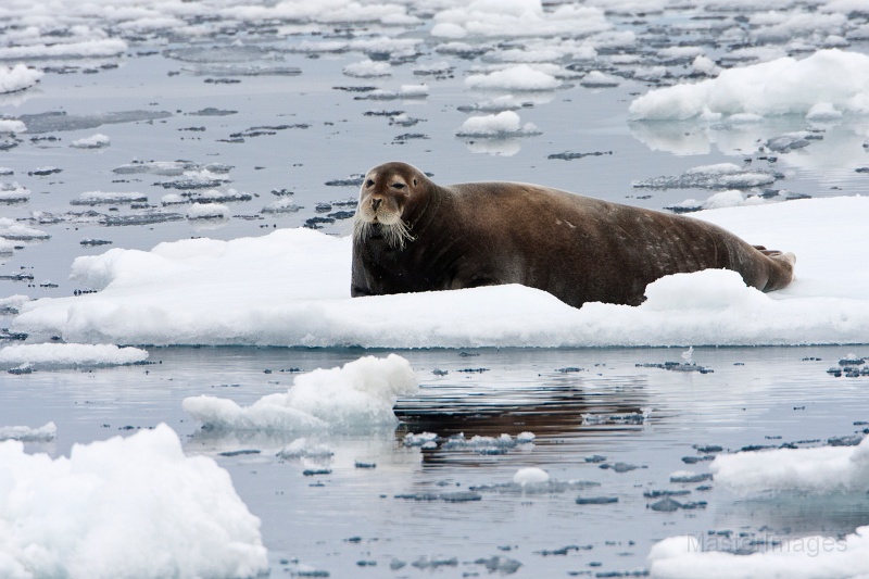 IMG_9719c.jpg - Bearded Seal (Erignathus barbatus)