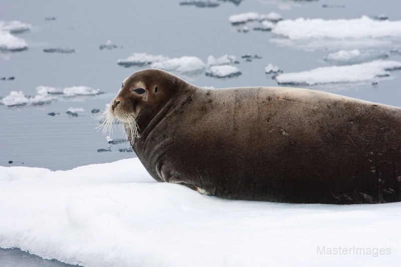 IMG_9731c.jpg - Bearded Seal (Erignathus barbatus)