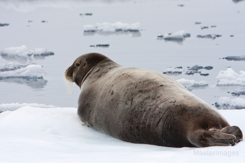 IMG_9739c.jpg - Bearded Seal (Erignathus barbatus)