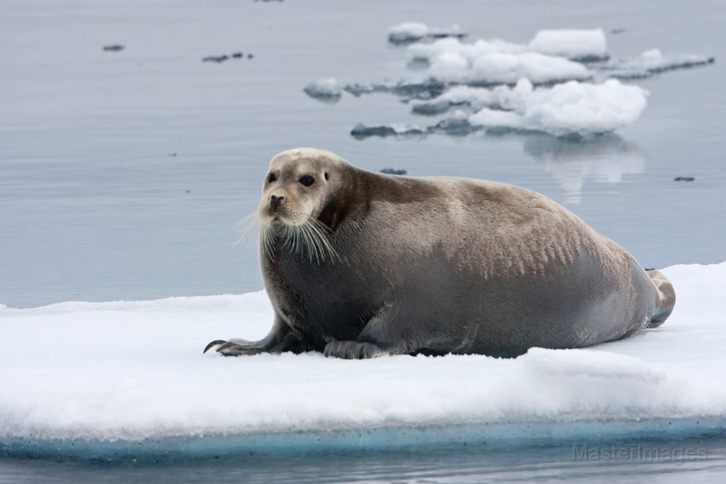 IMG_9746c.jpg - Bearded Seal (Erignathus barbatus)