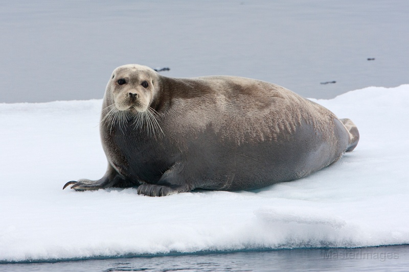 IMG_9747c.jpg - Bearded Seal (Erignathus barbatus)