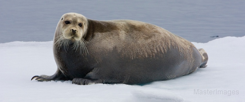 IMG_9748c.jpg - Bearded Seal (Erignathus barbatus)