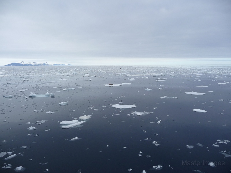 P1000242.JPG - Bearded Seal (Erignathus barbatus)