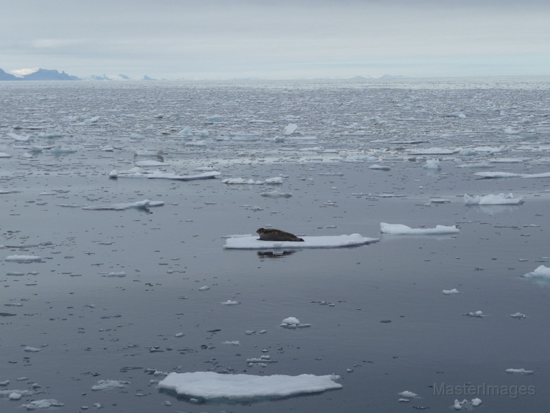 P1000243.JPG - Bearded Seal (Erignathus barbatus)