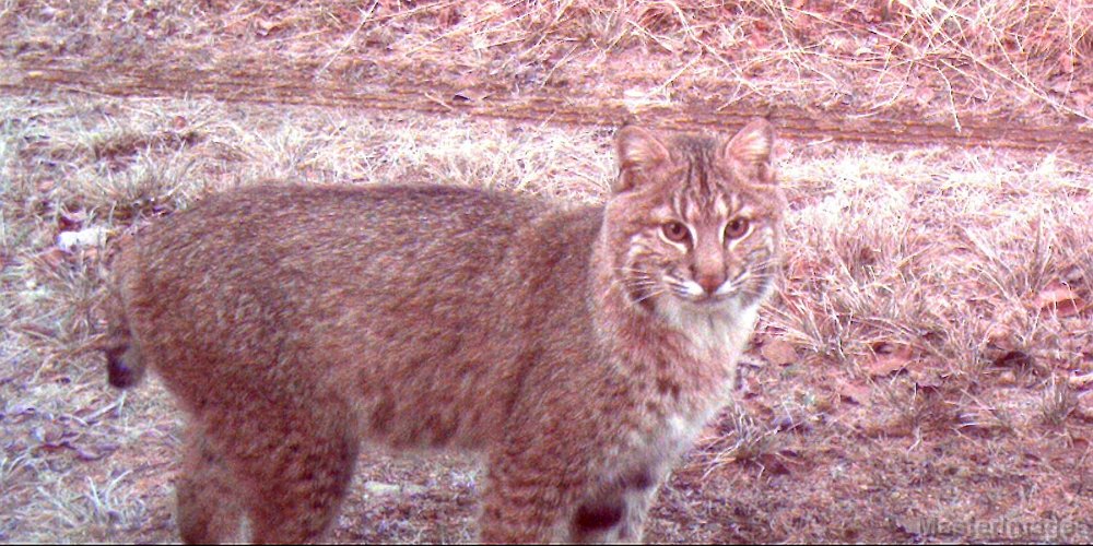 Bobcat110909_0717hrs.jpg - Bobcat (Lynx rufus) 