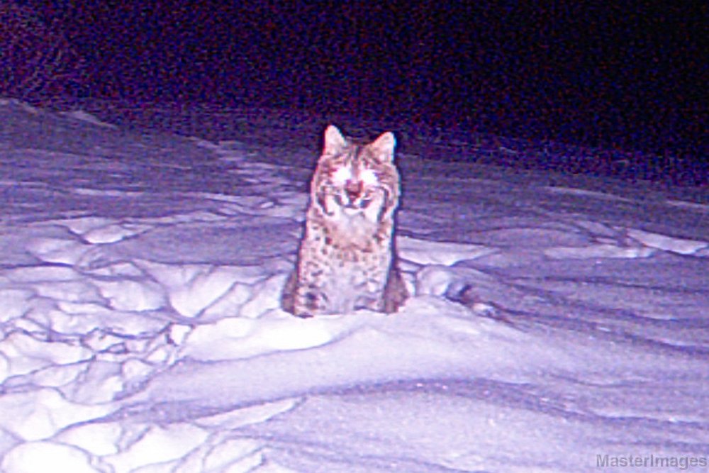 Bobcat_011710_0646hrs.jpg - Bobcat (Lynx rufus) 