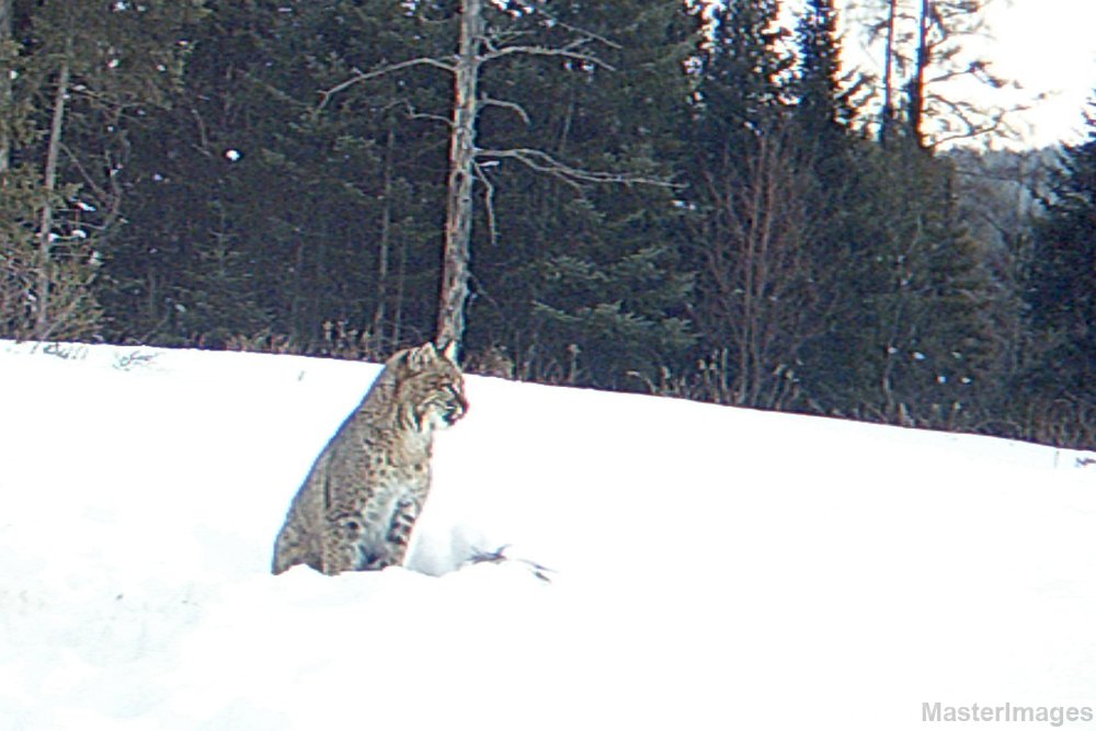 Bobcat_011710_0753hrs.jpg - Bobcat (Lynx rufus) 