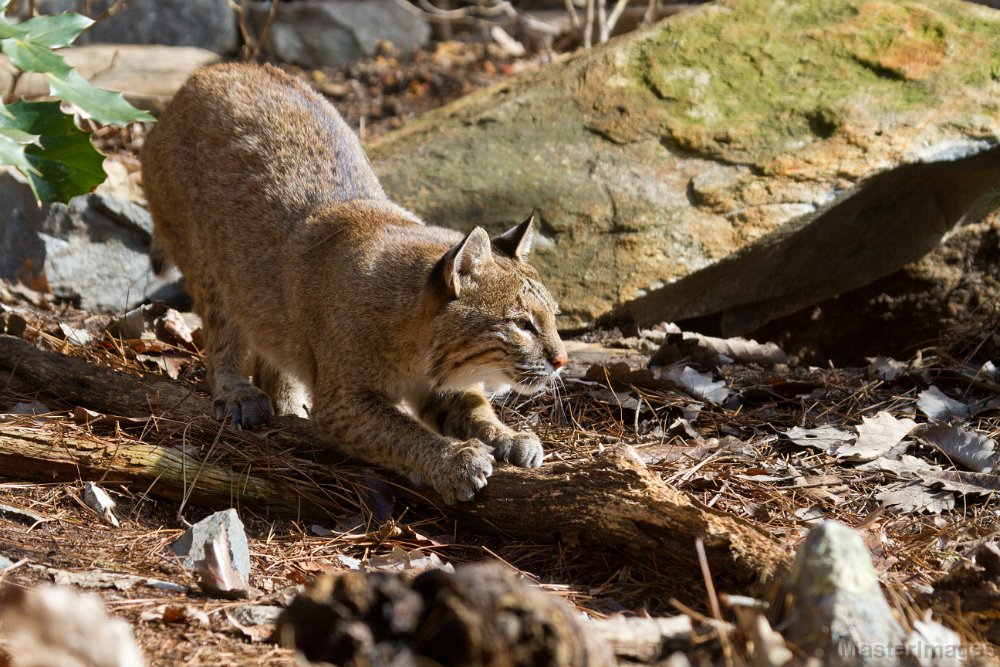 IMG_8328c.jpg - Bobcat (Lynx rufus) - captive