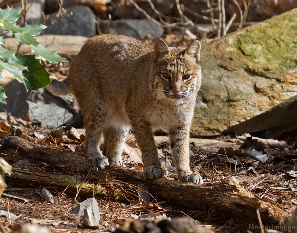 IMG_8329c.jpg - Bobcat (Lynx rufus) - captive