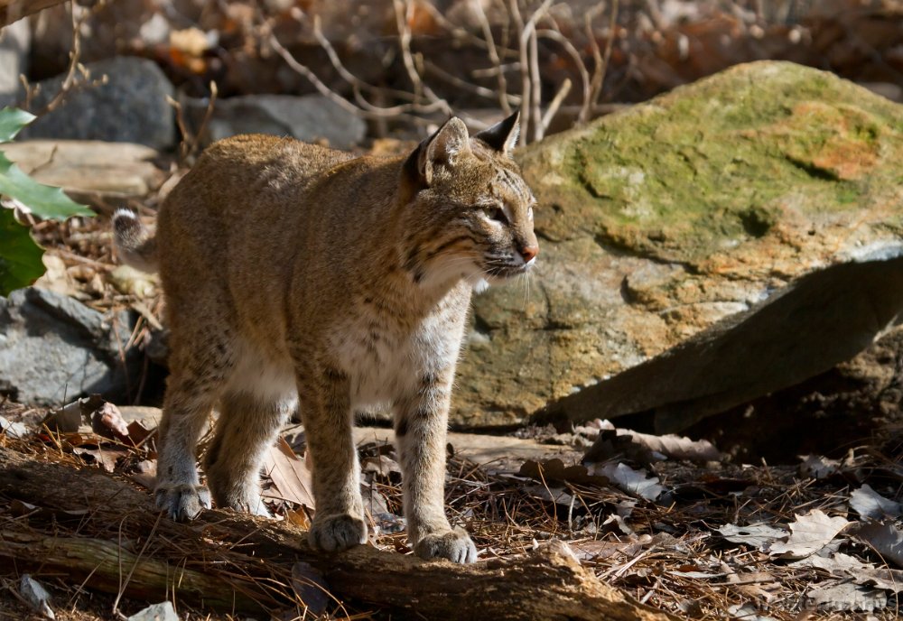 IMG_8330c.jpg - Bobcat (Lynx rufus) - captive