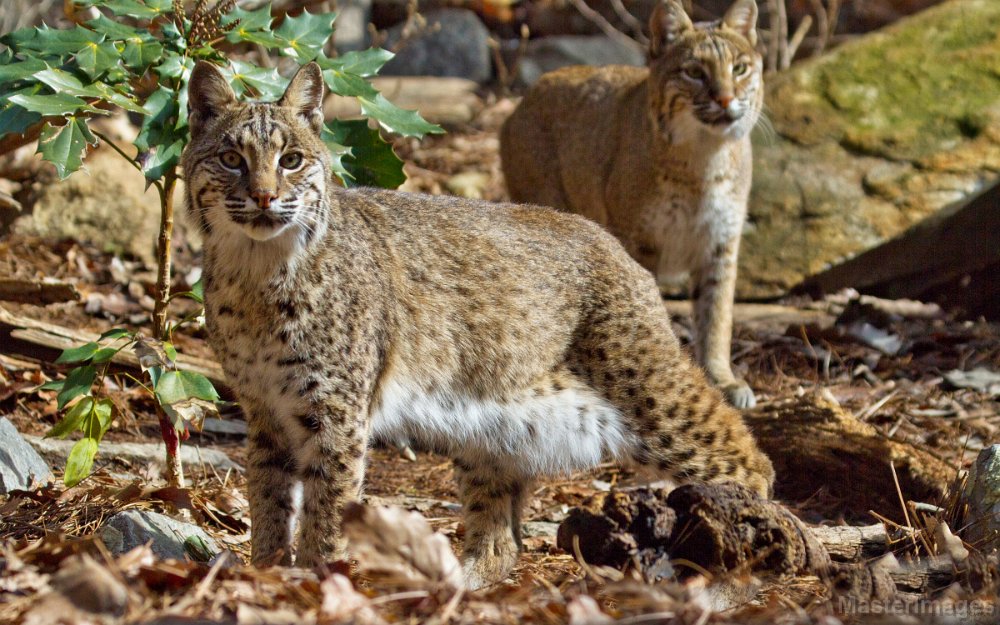 IMG_8331c.jpg - Bobcat (Lynx rufus) - captive