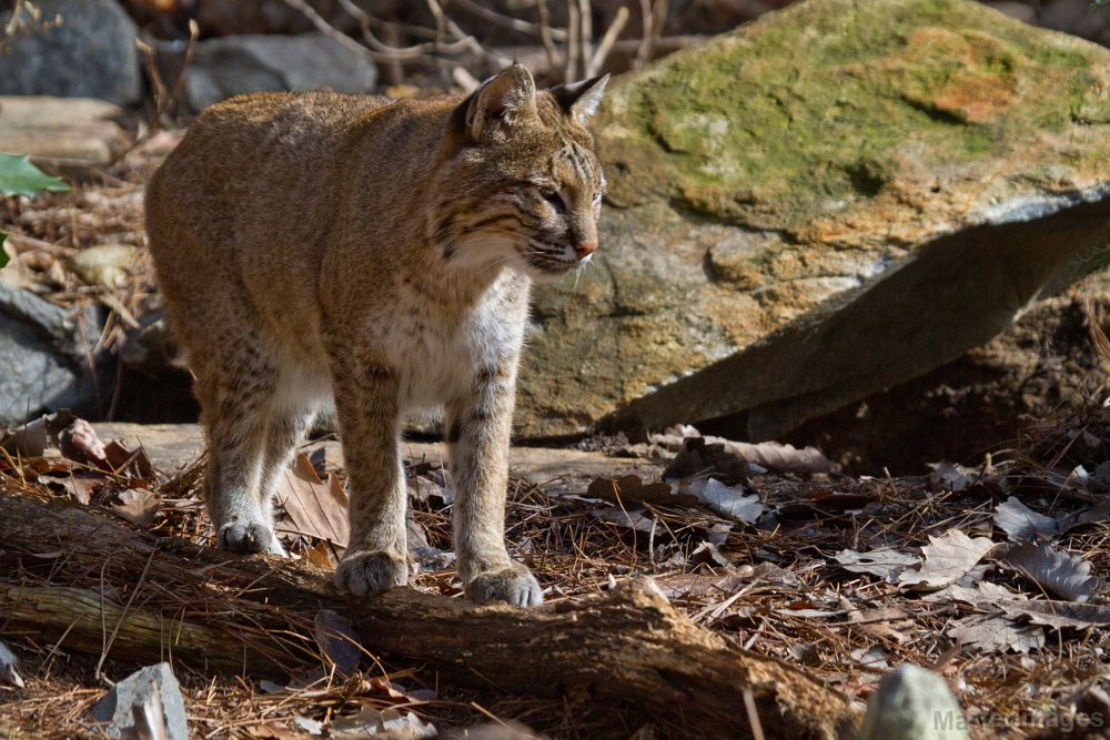 IMG_8333c.jpg - Bobcat (Lynx rufus) - captive