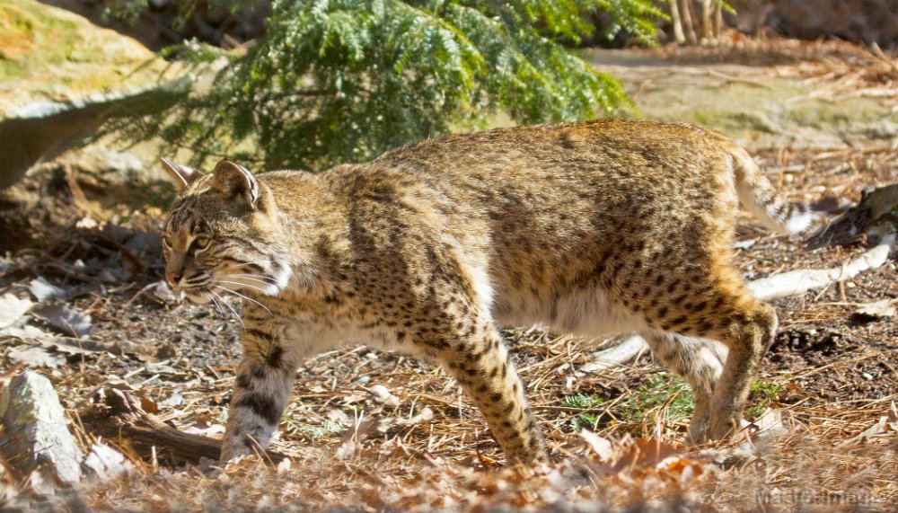 IMG_8339c.jpg - Bobcat (Lynx rufus) - captive