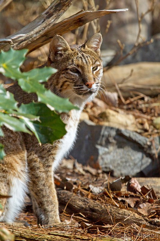 IMG_8346c.jpg - Bobcat (Lynx rufus) - captive