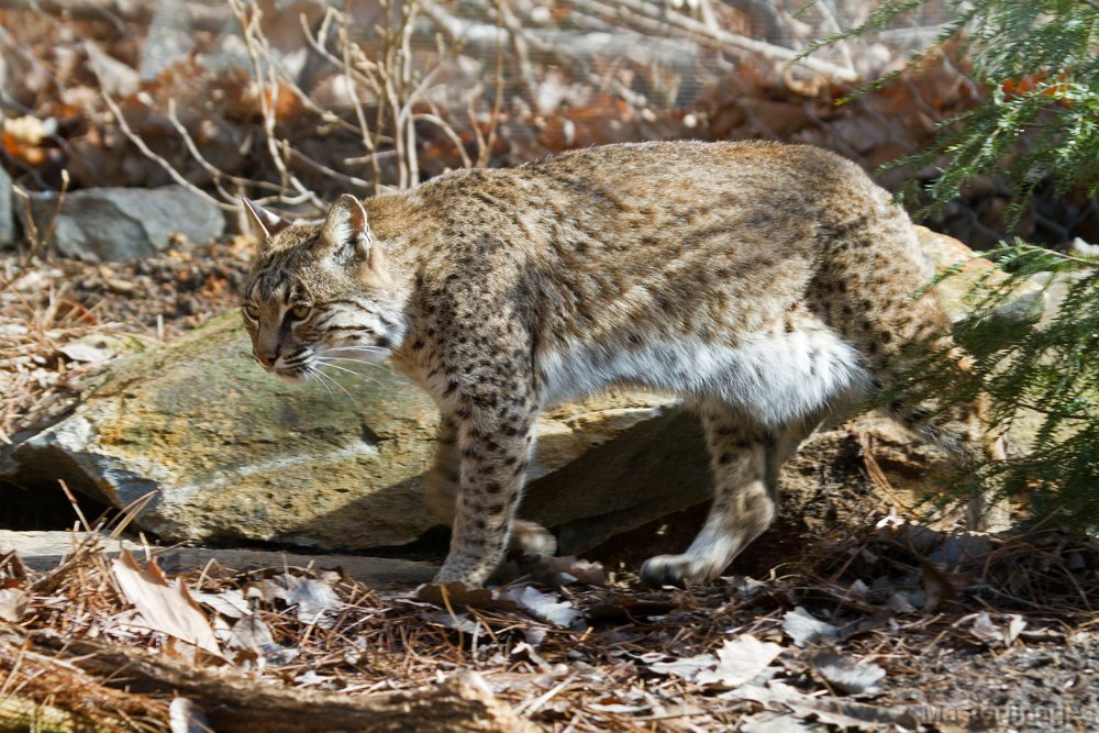 IMG_8354c.jpg - Bobcat (Lynx rufus) - captive