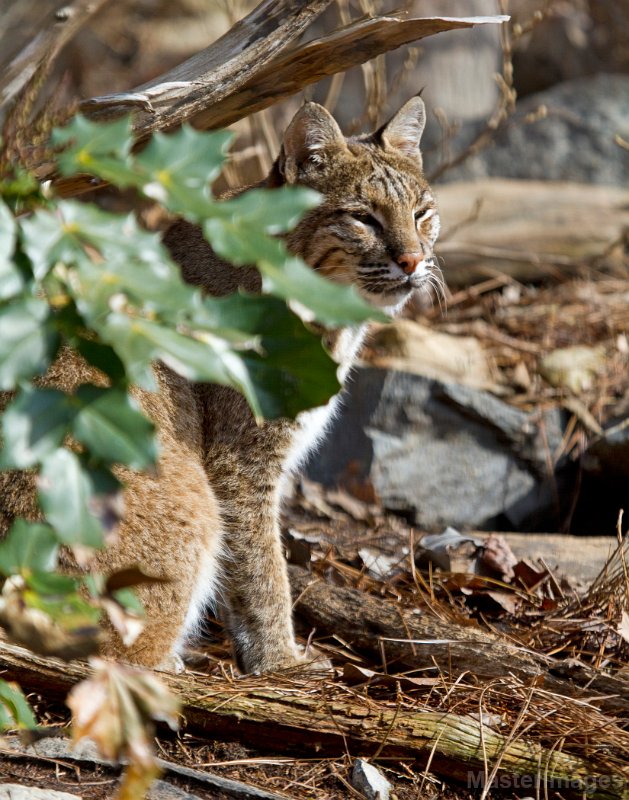 IMG_8374c.jpg - Bobcat (Lynx rufus) - captive