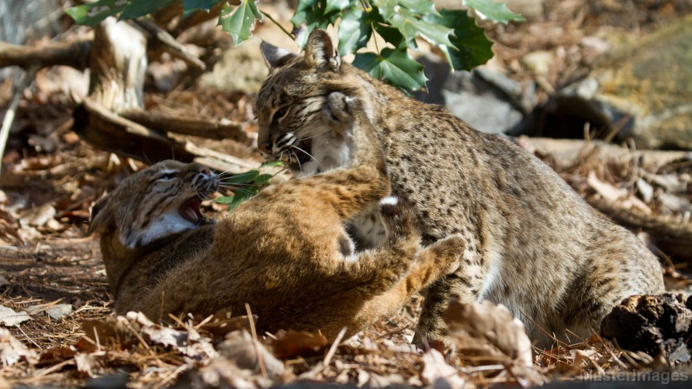 IMG_8390c.jpg - Bobcat (Lynx rufus) - captive