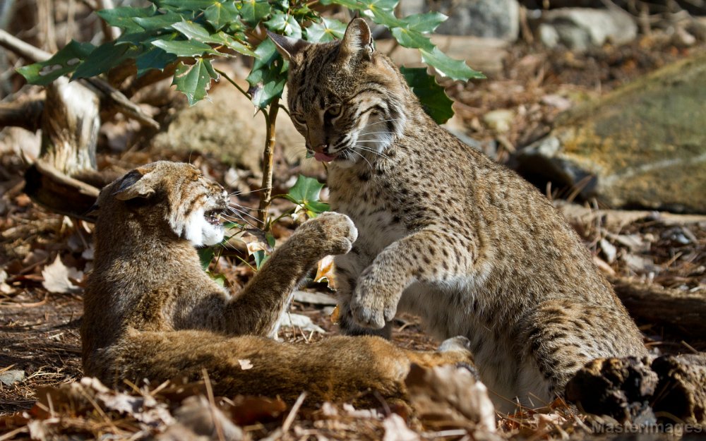 IMG_8393c.jpg - Bobcat (Lynx rufus) - captive