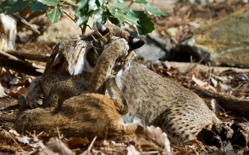 IMG_8395c.jpg - Bobcat (Lynx rufus) - captive