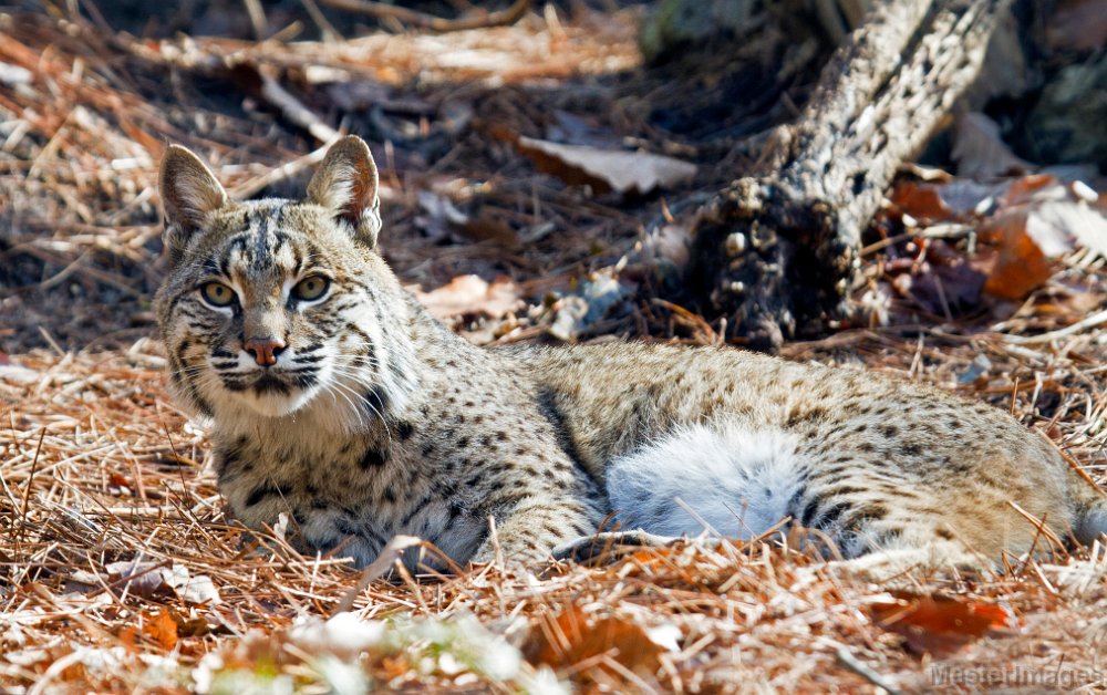 IMG_8403c.jpg - Bobcat (Lynx rufus) - captive