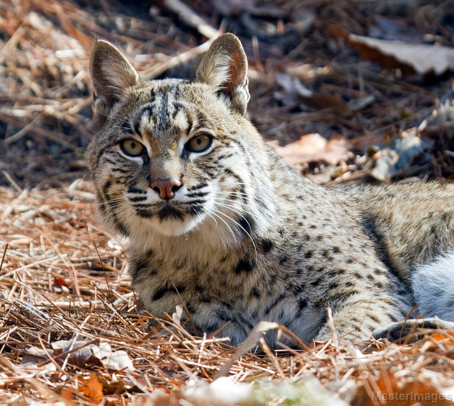 IMG_8403c2.jpg - Bobcat (Lynx rufus) - captive