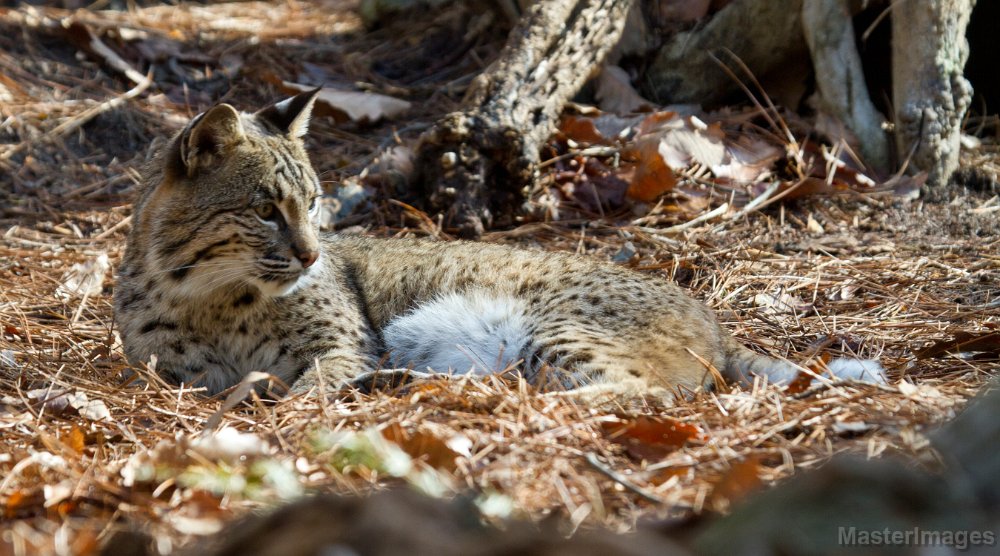 IMG_8407c.jpg - Bobcat (Lynx rufus) - captive