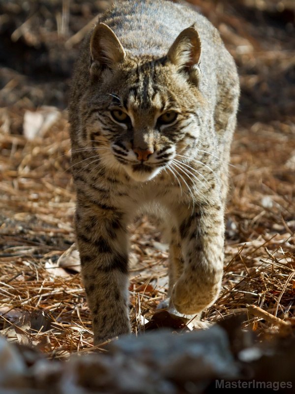 IMG_8412c.jpg - Bobcat (Lynx rufus) - captive