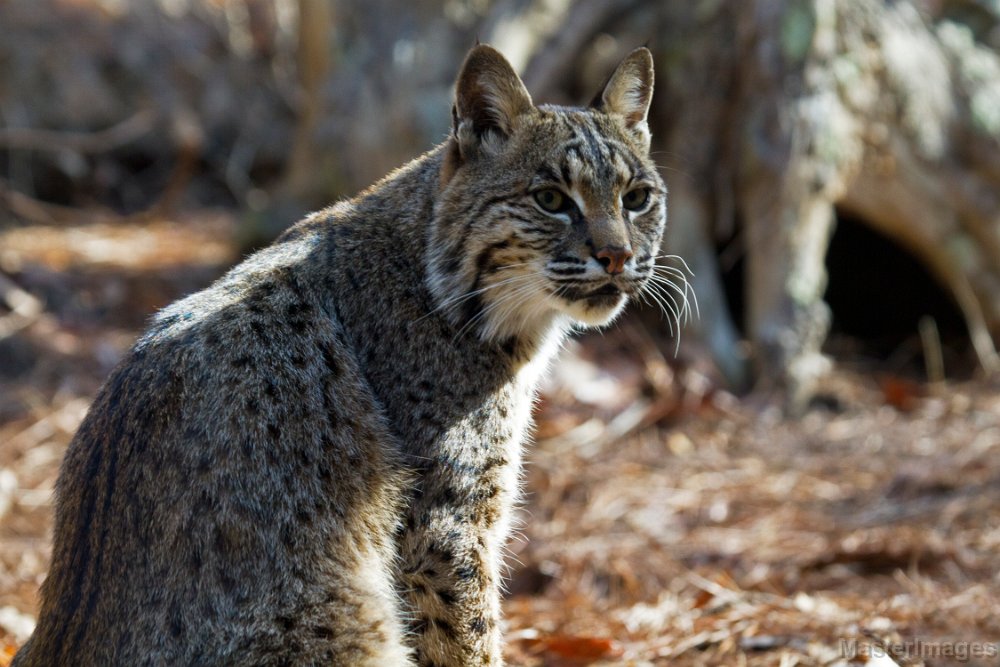 IMG_8415c.jpg - Bobcat (Lynx rufus) - captive