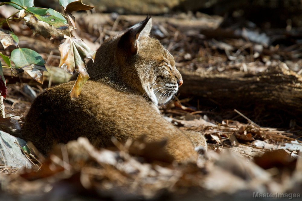 IMG_8419c.jpg - Bobcat (Lynx rufus) - captive