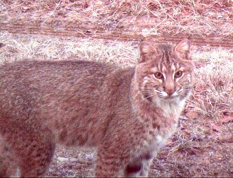 Bobcat110909_0717hrs