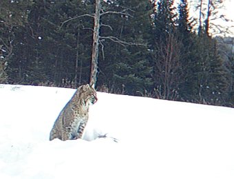 Bobcat_011710_0753hrs